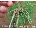 海南荣威植物克隆，根系发达