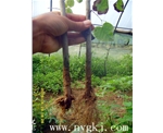 海南荣威植物克隆，粗枝直接育成大苗